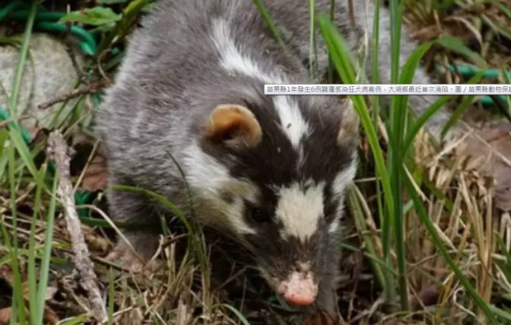 Dua Kasus Rabies Pada Musang Ditemukan Di Miaoli