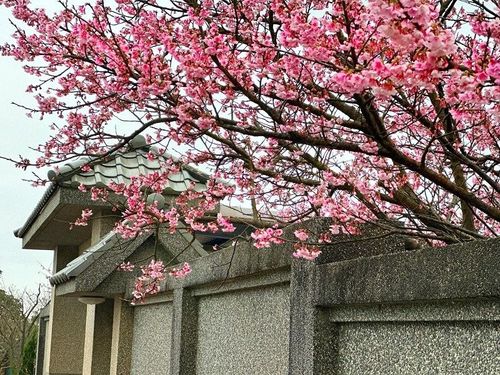 Bunga Sakura Telah Bermekaran di Pingjing Street Taipei 